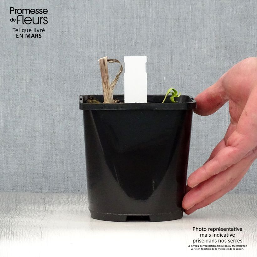 Exemplar von Hosta Midnight at the Oasis - Garten-Funkie Topf mit 1,5L/2L wie im Frühjahr geliefert