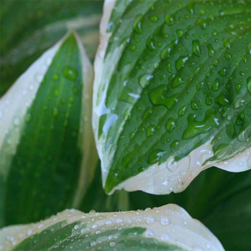 Hosta Minuteman - Garten-Funkie (Foliage)