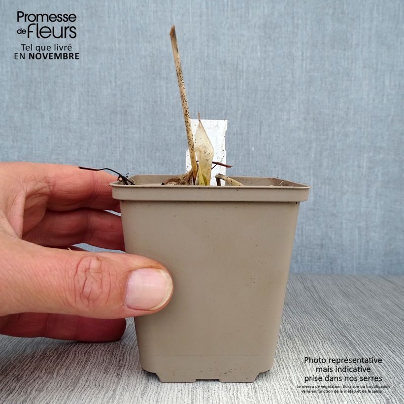 Exemplar von Hosta Minuteman - Garten-Funkie Kleine Töpfe von 8/9 cm wie im Herbst geliefert
