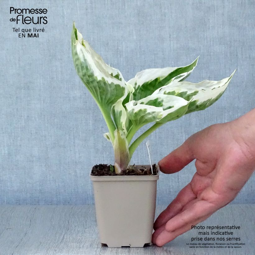 Example of Hosta Minuteman - Garten-Funkie Kleine Töpfe von 8/9 cm as you get in printemps