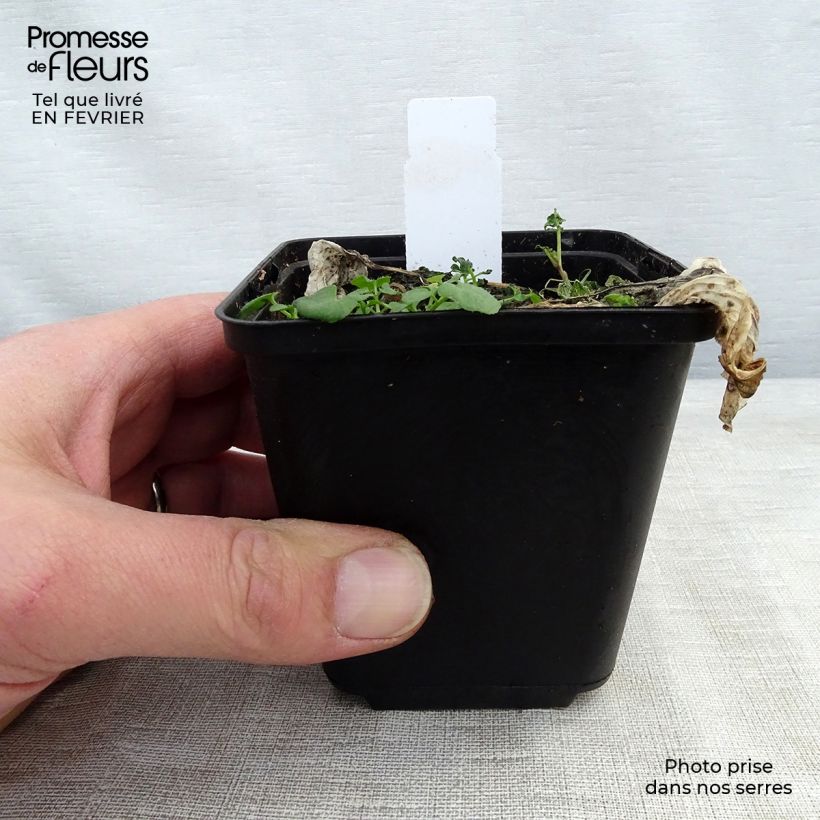 Exemplar von Hosta Morning Light - Garten-Funkie Kleine Töpfe von 8/9 cm wie im Winter geliefert