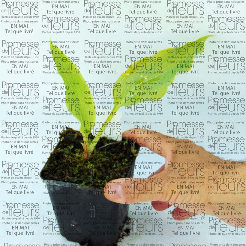 Beispiel eines Exemplars von Hosta Neptune - Garten-Funkie Kleine Töpfe von 8/9 cm wie geliefert