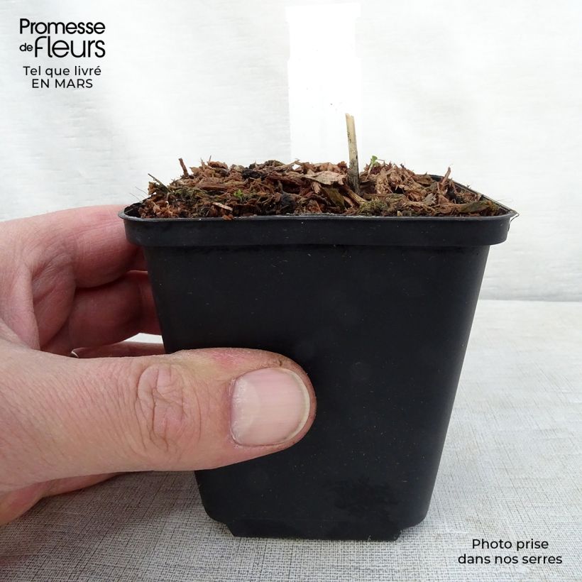 Example of Hosta Night Before Christmas - Garten-Funkie Kleine Töpfe von 8/9 cm as you get in printemps