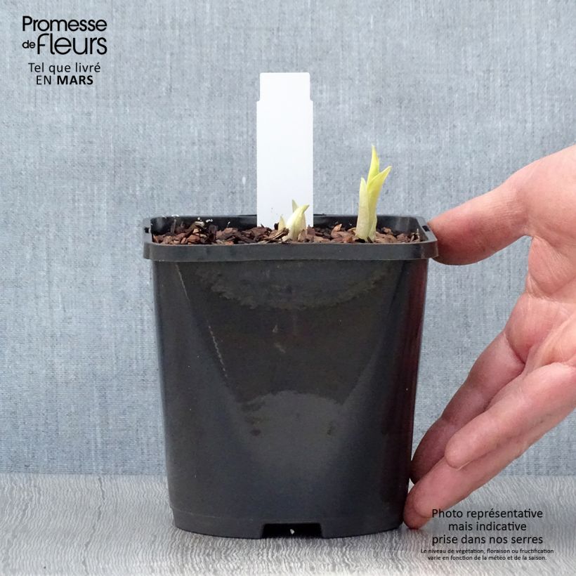 Exemplar von Hosta Orange Marmelade - Garten-Funkie Topf mit 1,5L/2L wie im Frühjahr geliefert