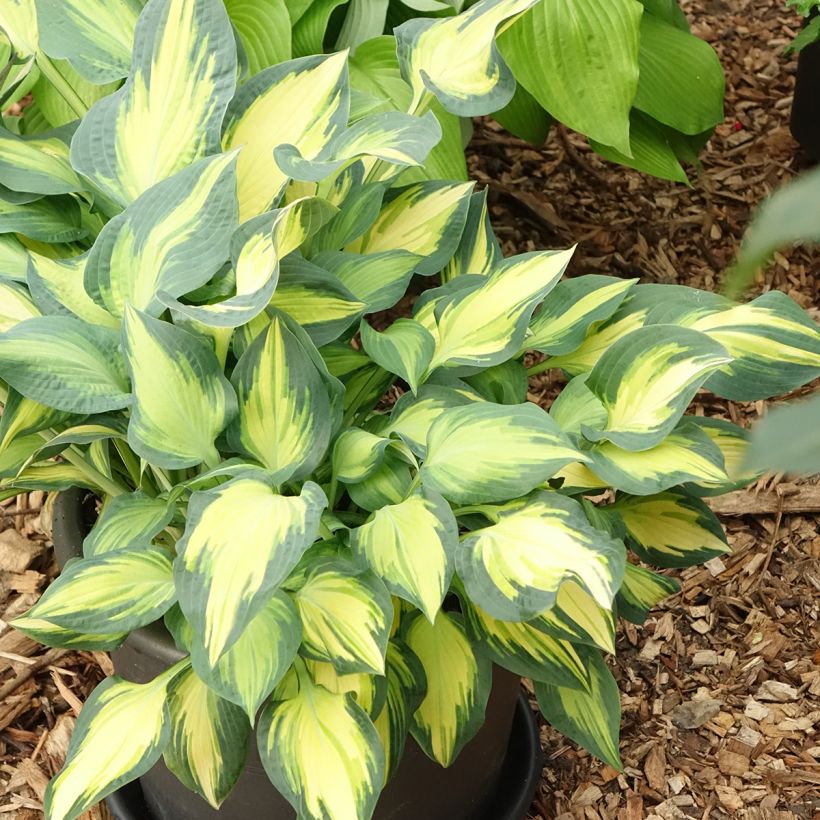 Hosta Orange Marmelade - Garten-Funkie (Wuchs)