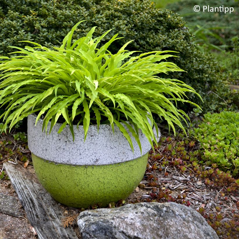 Hosta Party Streamers - Funkie (Wuchs)