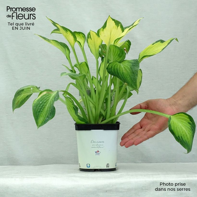 Exemplar von Hosta Paul s Glory - Garten-Funkie Topf mit 2L/3L wie im Sommer geliefert