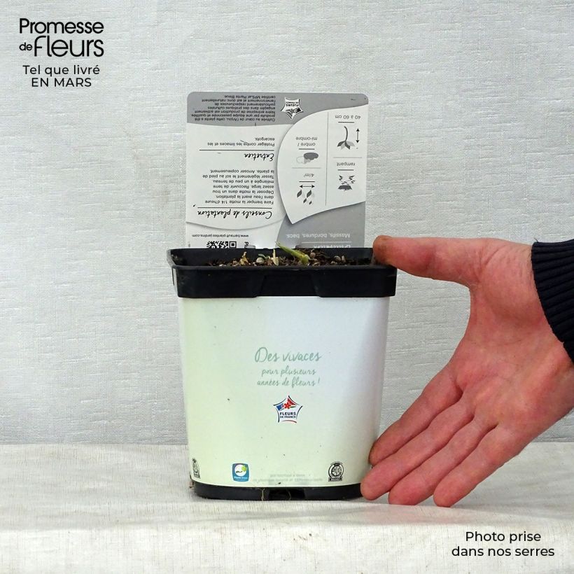 Example of Hosta Paul s Glory - Garten-Funkie Topf mit 2L/3L as you get in printemps