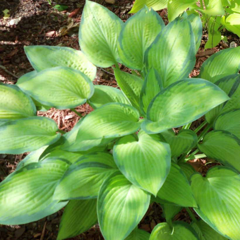 Hosta Paul s Glory - Garten-Funkie (Plant habit)