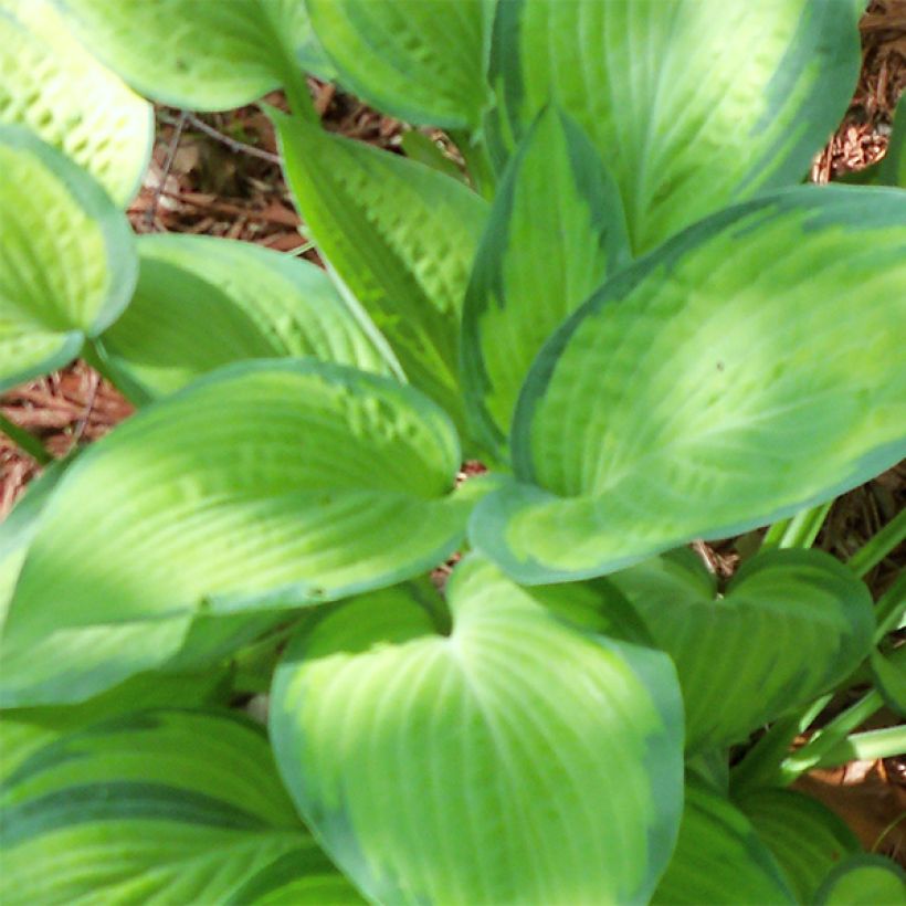 Hosta Paul s Glory - Garten-Funkie (Foliage)