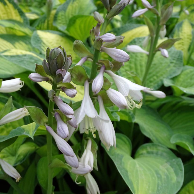 Hosta Paul s Glory - Garten-Funkie (Flowering)