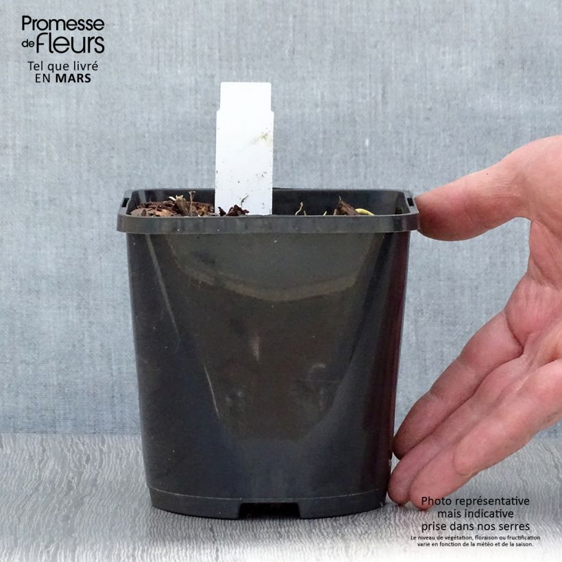 Exemplar von Hosta Pin Up - Garten-Funkie Topf mit 1,5L/2L wie im Frühjahr geliefert