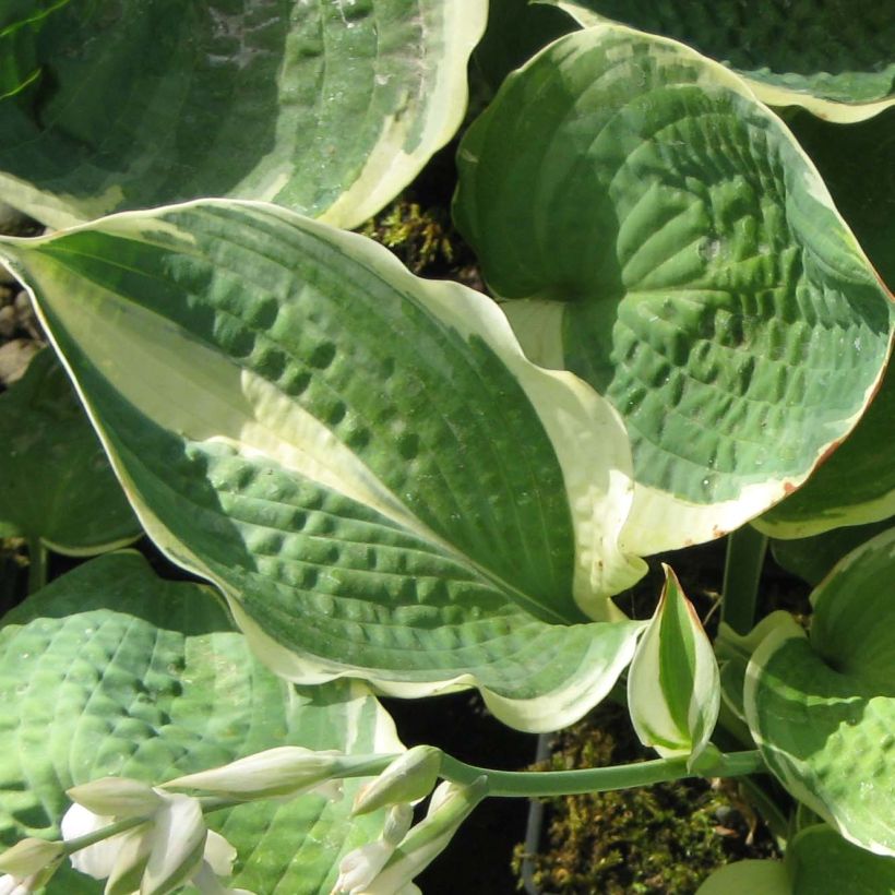 Hosta Pizzazz - Garten-Funkie (Foliage)