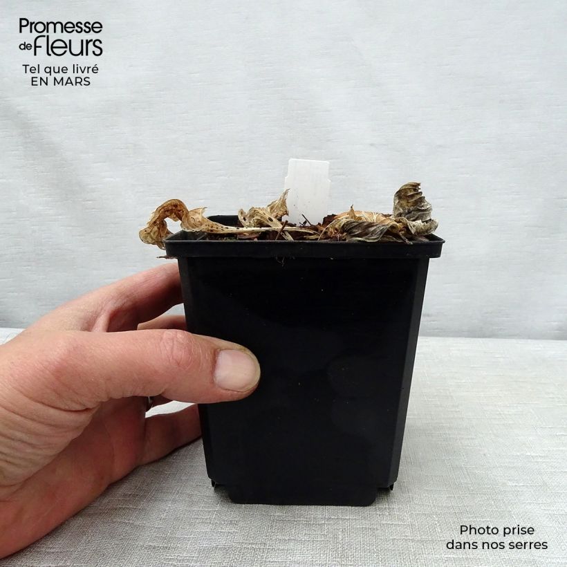 Example of Hosta Pizzazz - Garten-Funkie Kleine Töpfe von 8/9 cm as you get in printemps