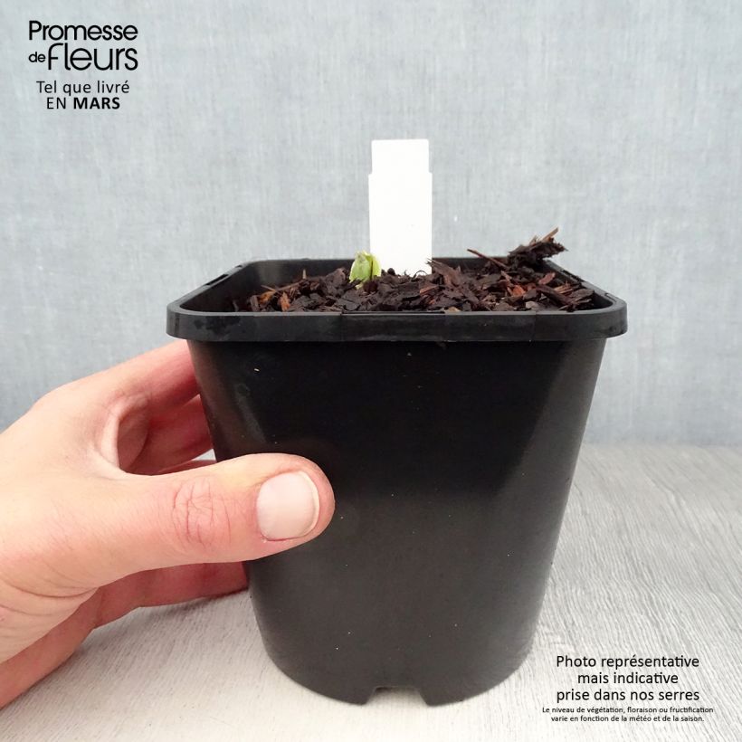 Example of Hosta Pocketfull of Sunshine - Garten-Funkie Topf mit 1,5L/2L as you get in printemps