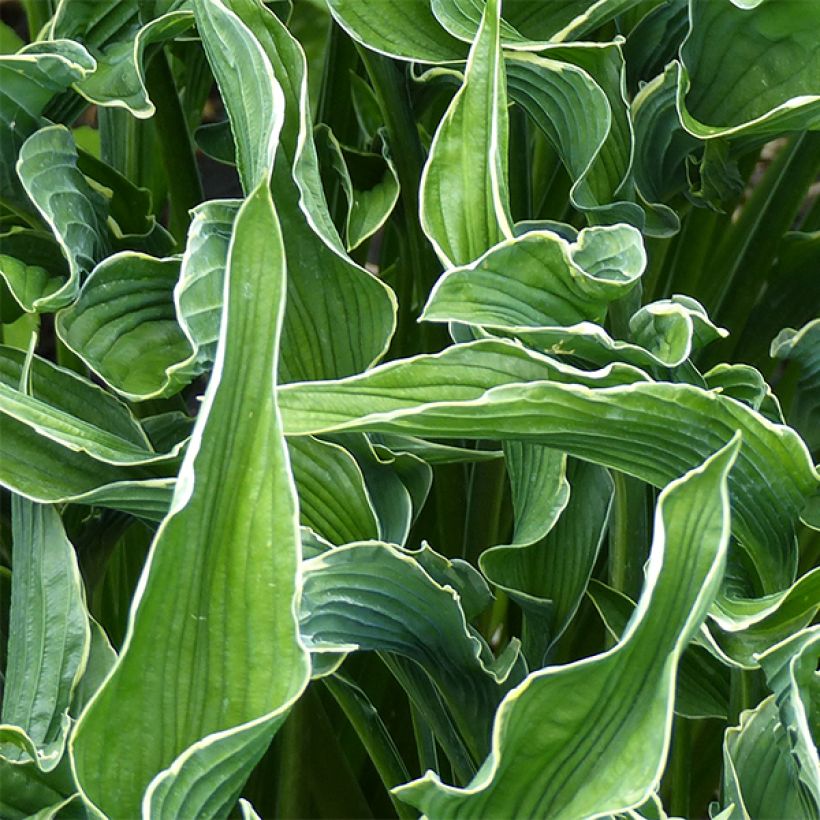 Hosta Praying Hands - Garten-Funkie (Foliage)