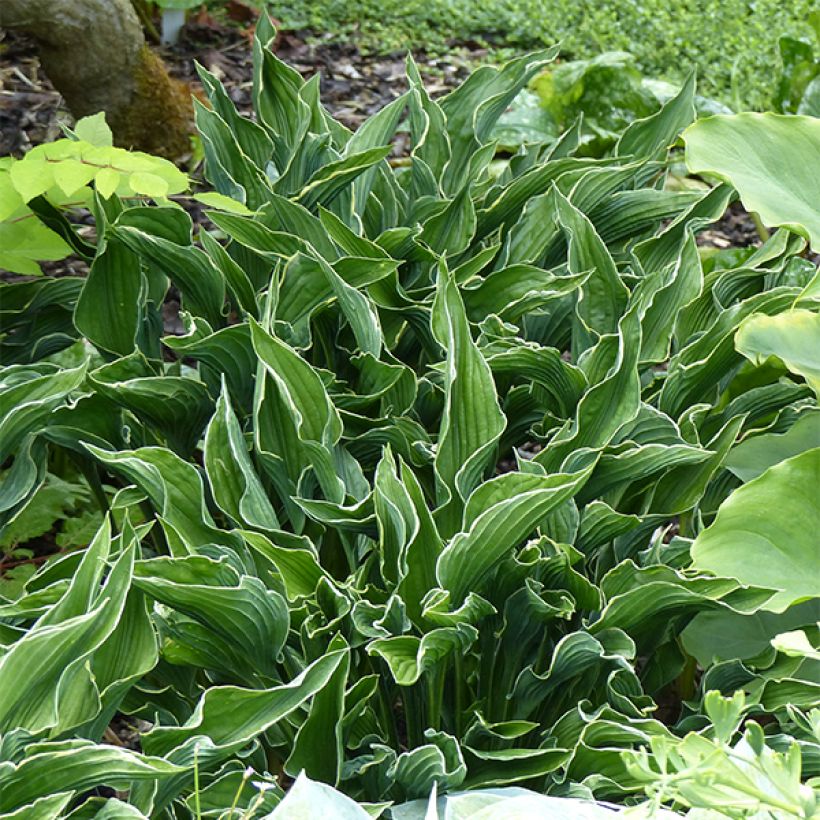 Hosta Praying Hands - Garten-Funkie (Plant habit)
