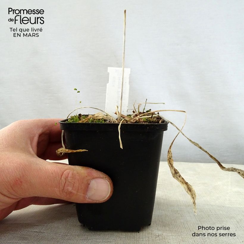 Example of Hosta Praying Hands - Garten-Funkie Kleine Töpfe von 8/9 cm as you get in printemps