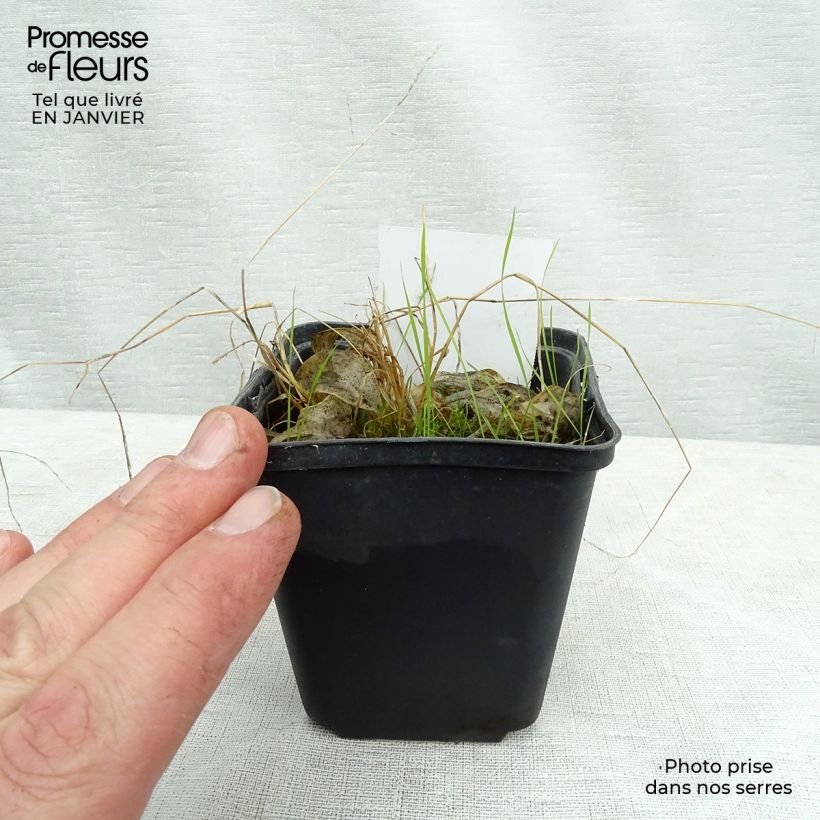 Exemplar von Hosta Rainbows End - Garten-Funkie Kleine Töpfe von 8/9 cm wie im Winter geliefert