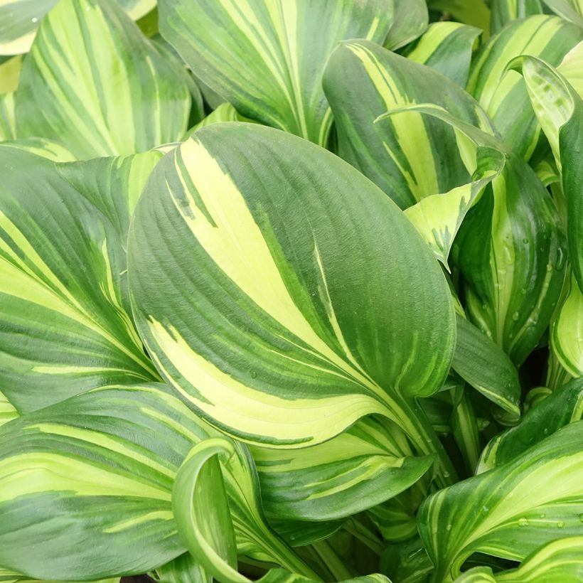 Hosta Rainbows End - Garten-Funkie (Laub)