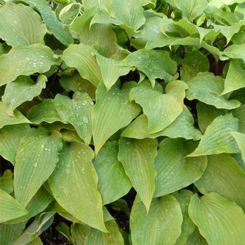 Hosta Red October - Garten-Funkie (Foliage)
