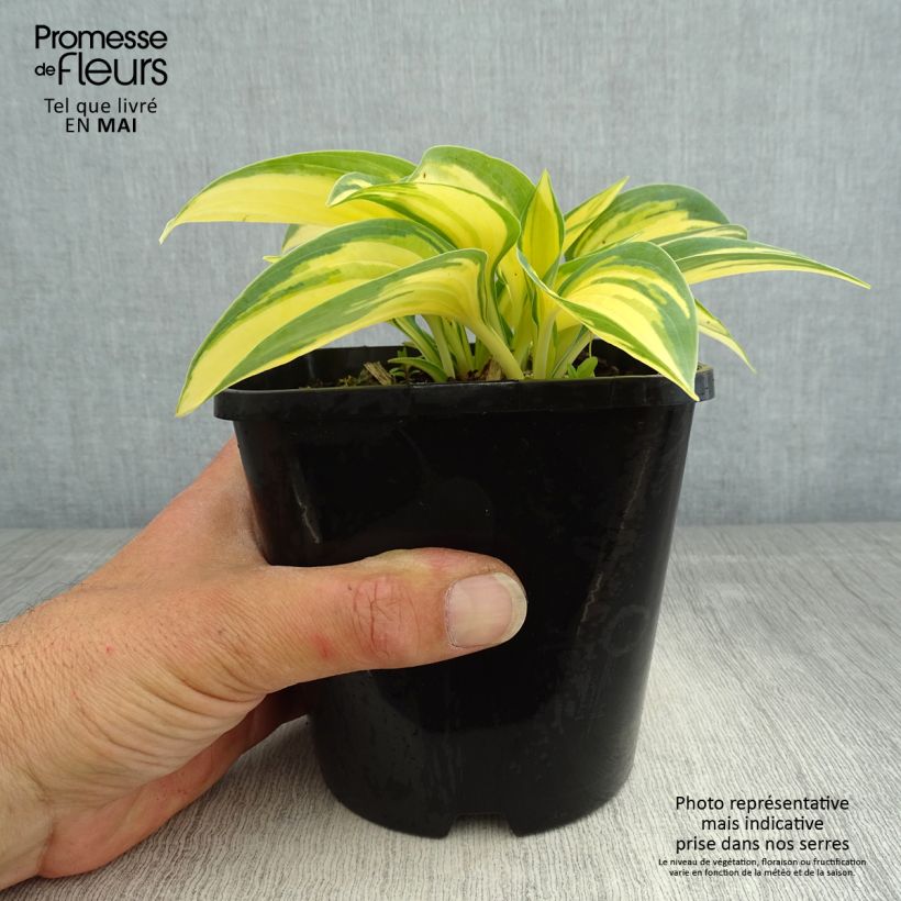 Exemplar von Hosta Remember Me - Garten-Funkie Topf mit 1,5L/2L wie im Frühjahr geliefert