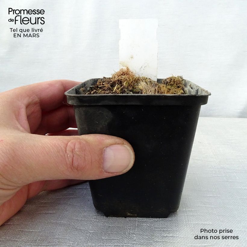 Example of Hosta Revolution - Garten-Funkie Kleine Töpfe von 8/9 cm as you get in printemps