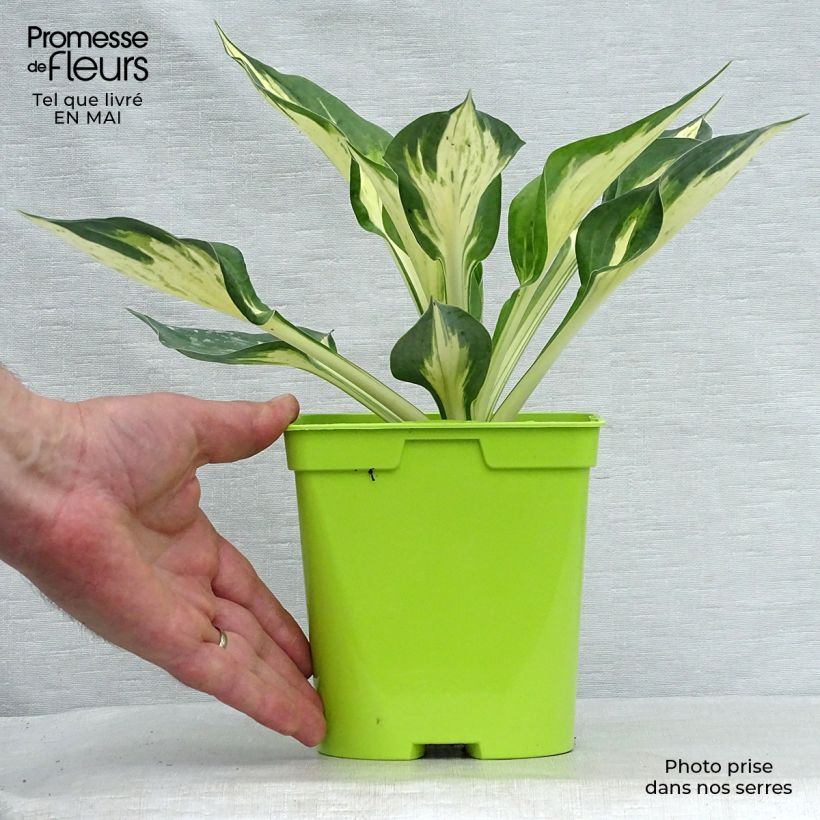 Example of Hosta Revolution - Garten-Funkie Topf mit 2L/3L as you get in printemps