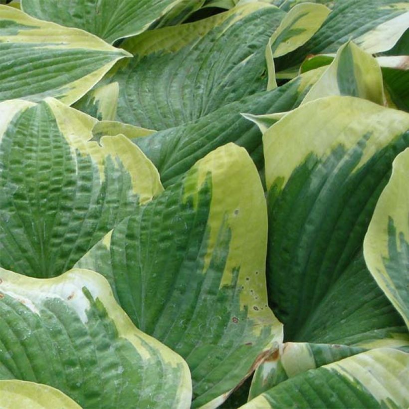 Hosta Robert Frost - Garten-Funkie (Foliage)