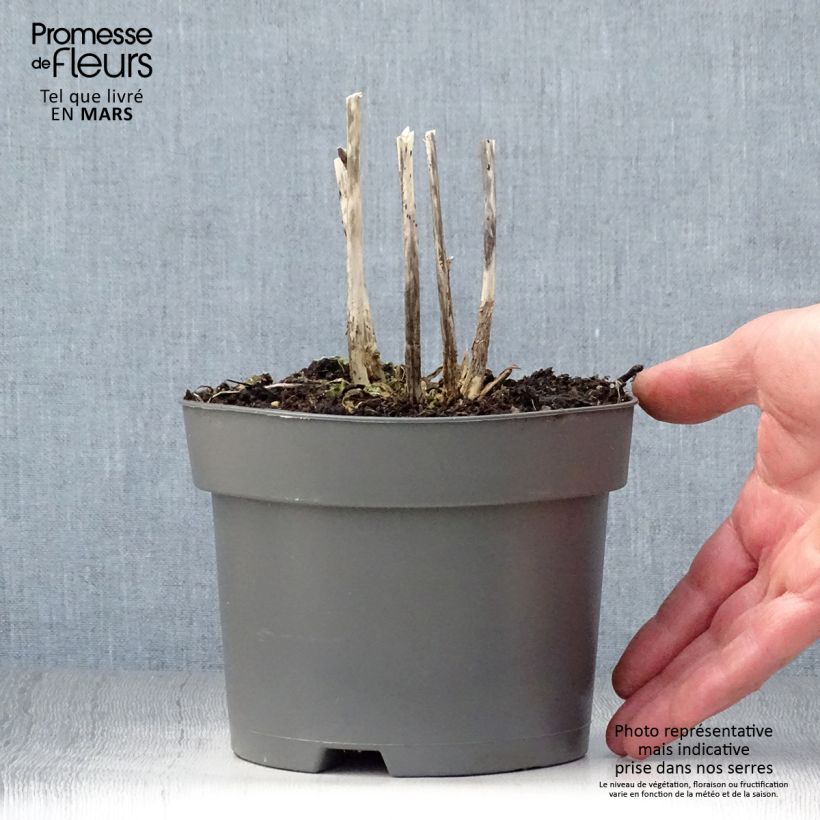 Exemplar von Hosta Royal Standard - Garten-Funkie Topf mit 2L/3L wie im Frühjahr geliefert