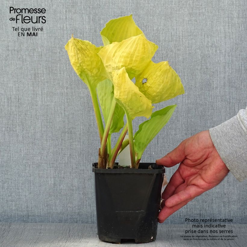 Exemplar von Hosta Ruffed Up - Garten-Funkie Topf mit 1,5L/2L wie im Frühjahr geliefert