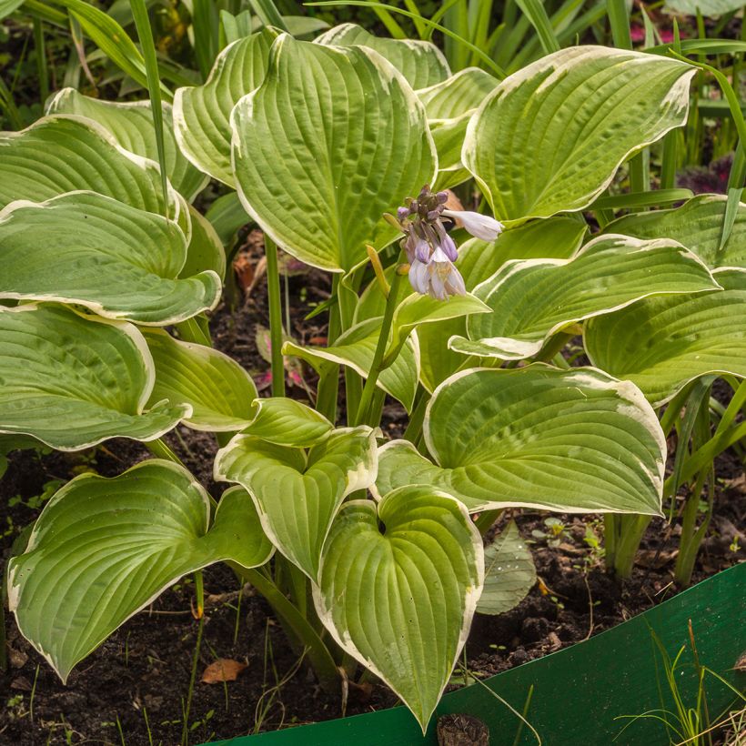 Hosta Saint Elmo's Fire - Garten-Funkie (Wuchs)