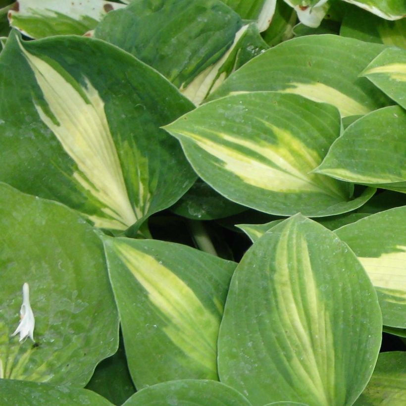 Hosta Saint Paul - Garten-Funkie (Foliage)