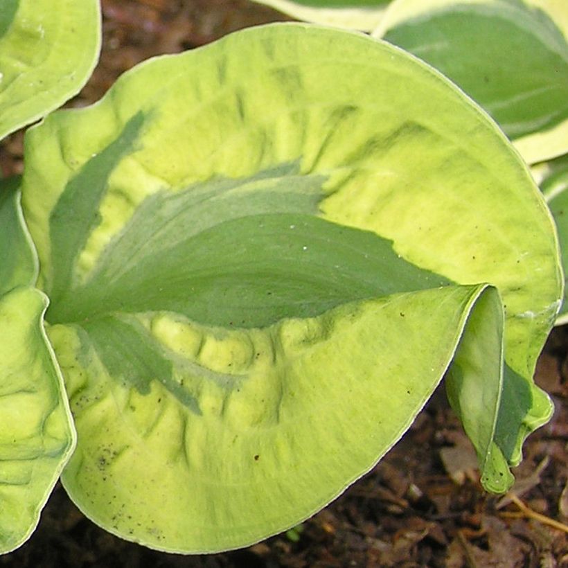 Hosta School Mouse - Garten-Funkie (Laub)