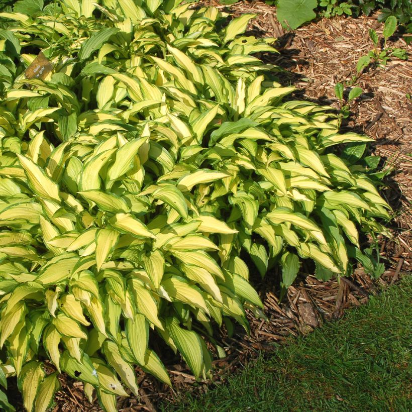 Hosta Sea Sprite - Garten-Funkie (Wuchs)