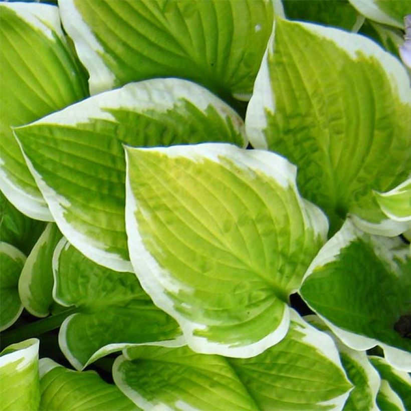 Hosta Shade Fanfare - Garten-Funkie (Laub)