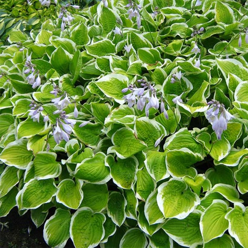 Hosta Shade Fanfare - Garten-Funkie (Wuchs)
