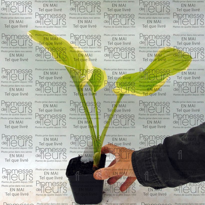 Beispiel eines Exemplars von Hosta Shade Fanfare - Garten-Funkie Kleine Töpfe von 8/9 cm wie geliefert