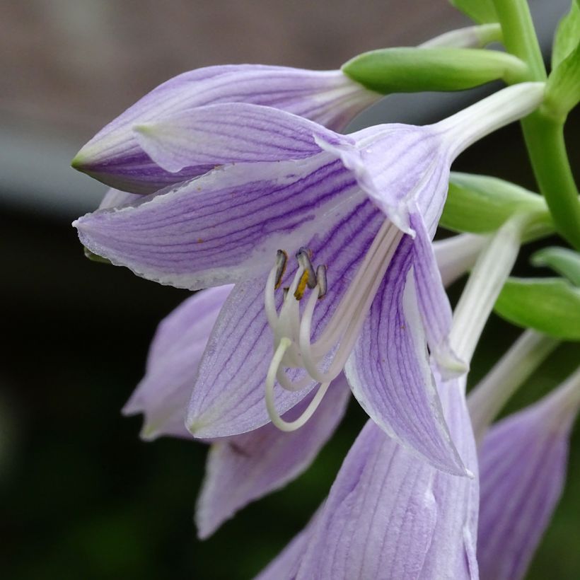 Hosta Siberian Tiger - Garten-Funkie (Blüte)