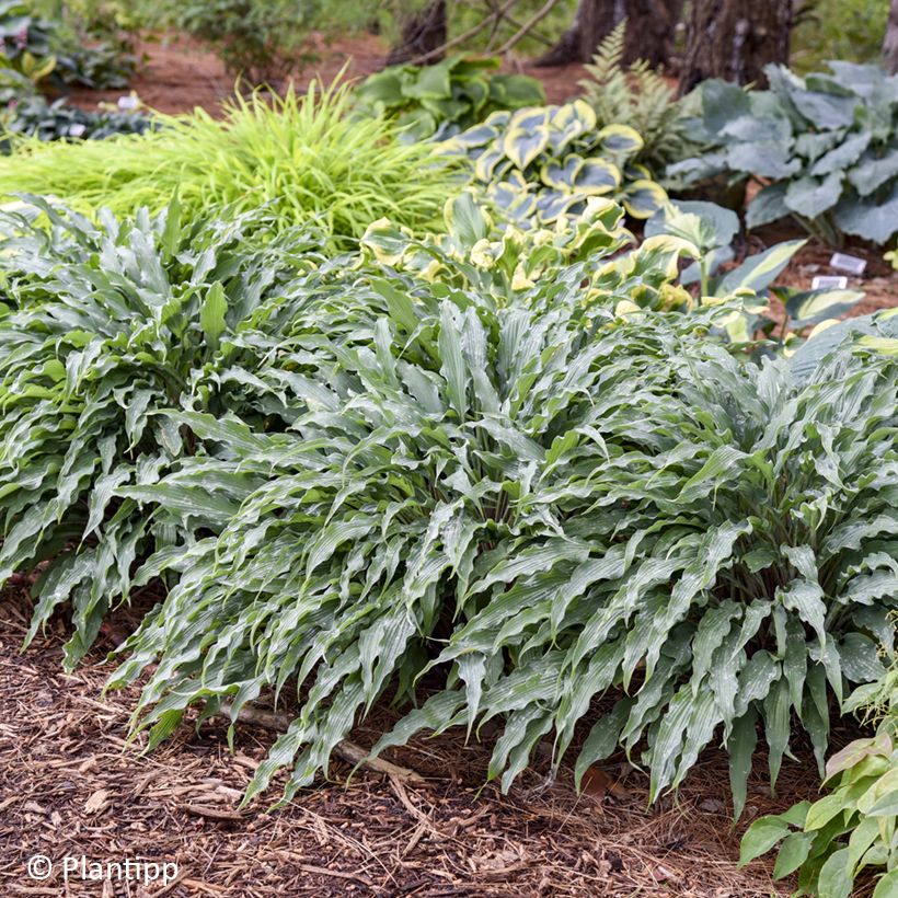 Hosta Silly String - Funkie (Plant habit)