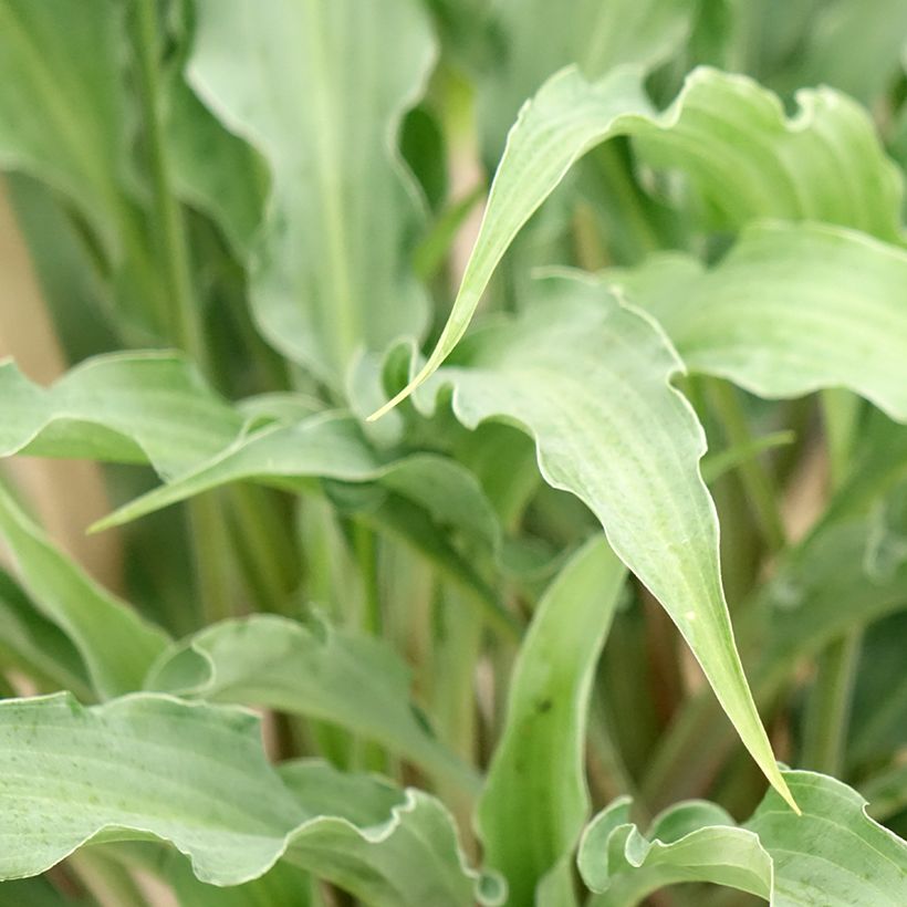 Hosta Silly String - Funkie (Foliage)