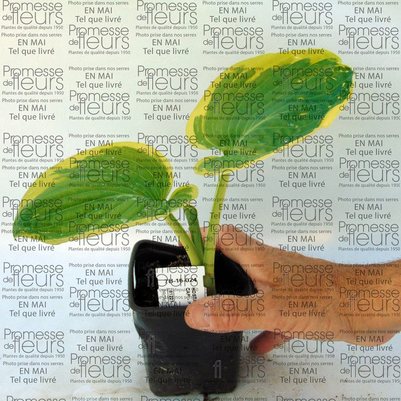 Beispiel eines Exemplars von Hosta Snow Cap - Garten-Funkie Kleine Töpfe von 8/9 cm wie geliefert