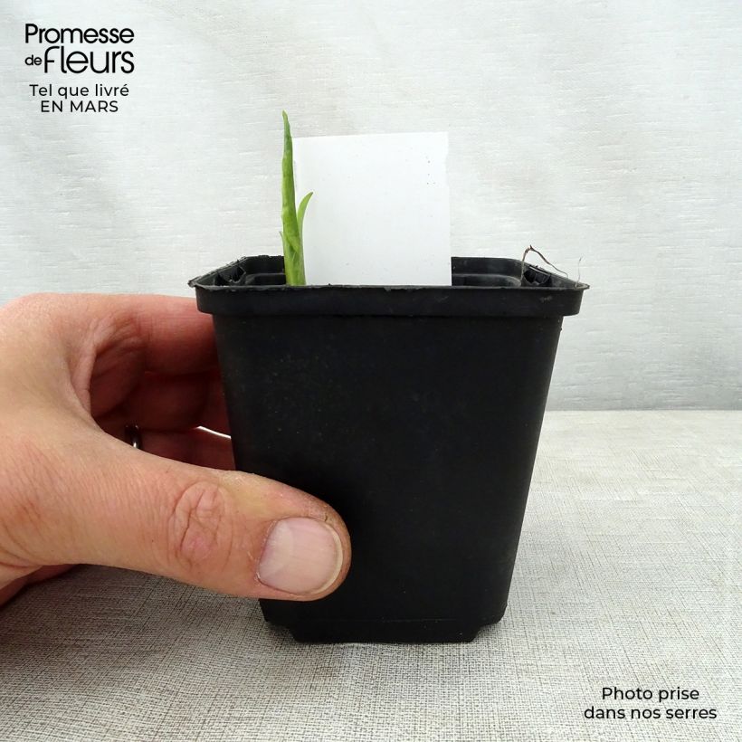 Exemplar von Hosta So Sweet - Garten-Funkie Kleine Töpfe von 8/9 cm wie im Frühjahr geliefert