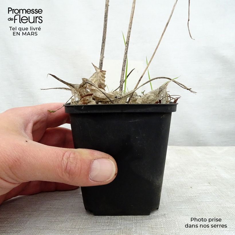 Exemplar von Hosta Special Gift - Garten-Funkie Kleine Töpfe von 8/9 cm wie im Frühjahr geliefert