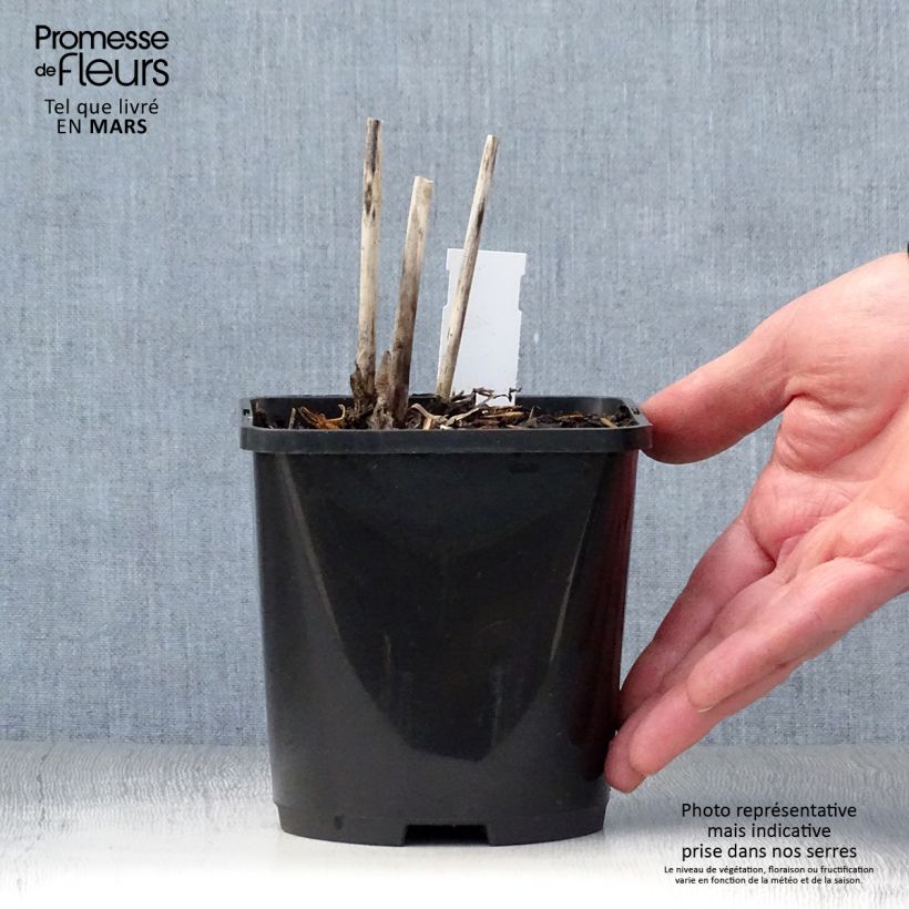 Exemplar von Hosta Spritzer - Garten-Funkie Topf mit 1,5L/2L wie im Frühjahr geliefert