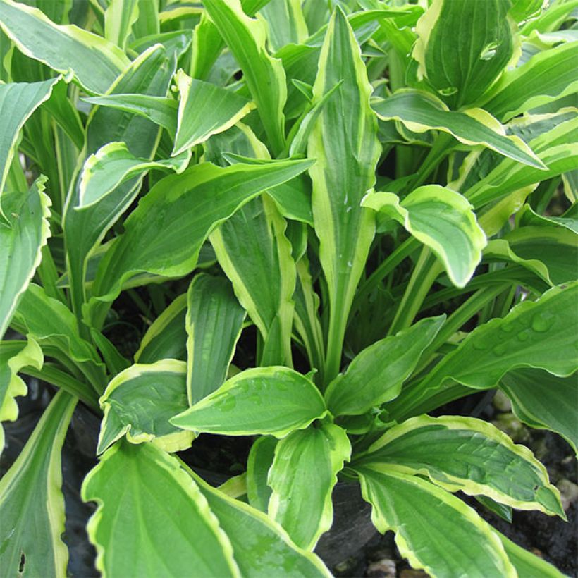 Hosta Stiletto - Garten-Funkie (Wuchs)