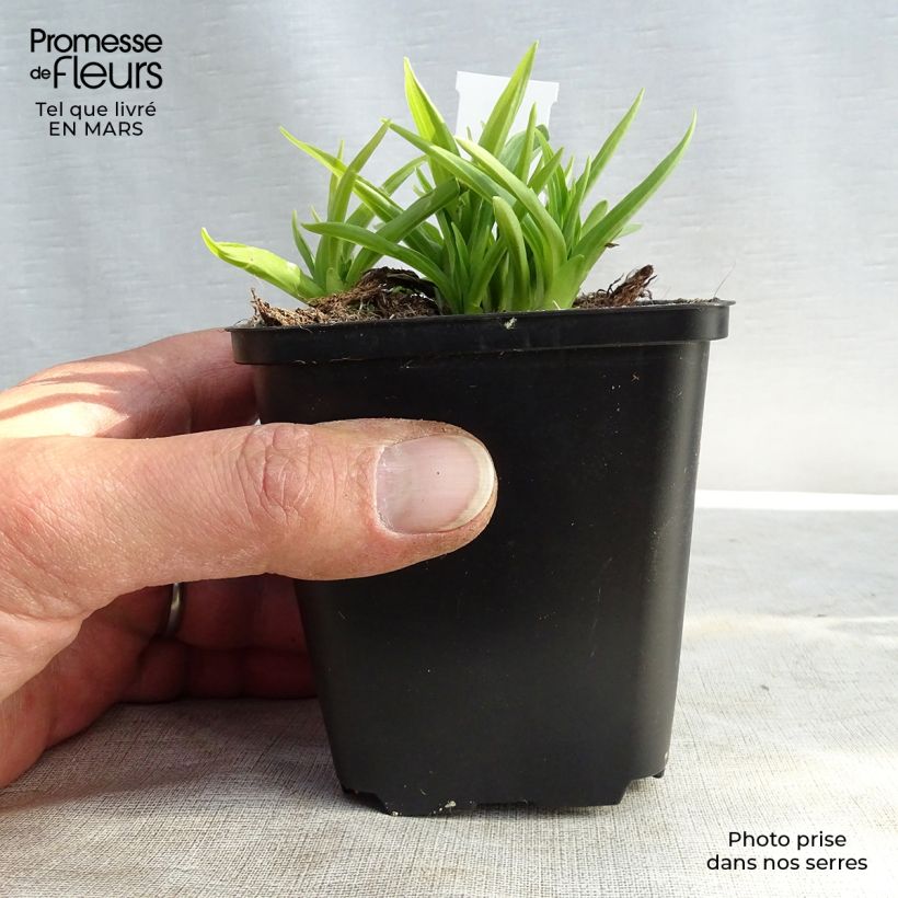 Exemplar von Hosta Stiletto - Garten-Funkie Kleine Töpfe von 8/9 cm wie im Frühjahr geliefert