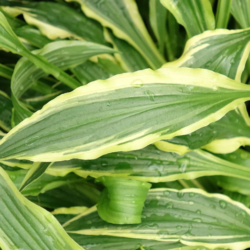 Hosta Stiletto - Garten-Funkie (Laub)