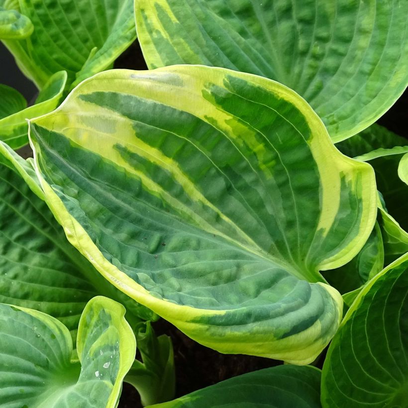 Hosta Sugar Daddy - Garten-Funkie (Foliage)
