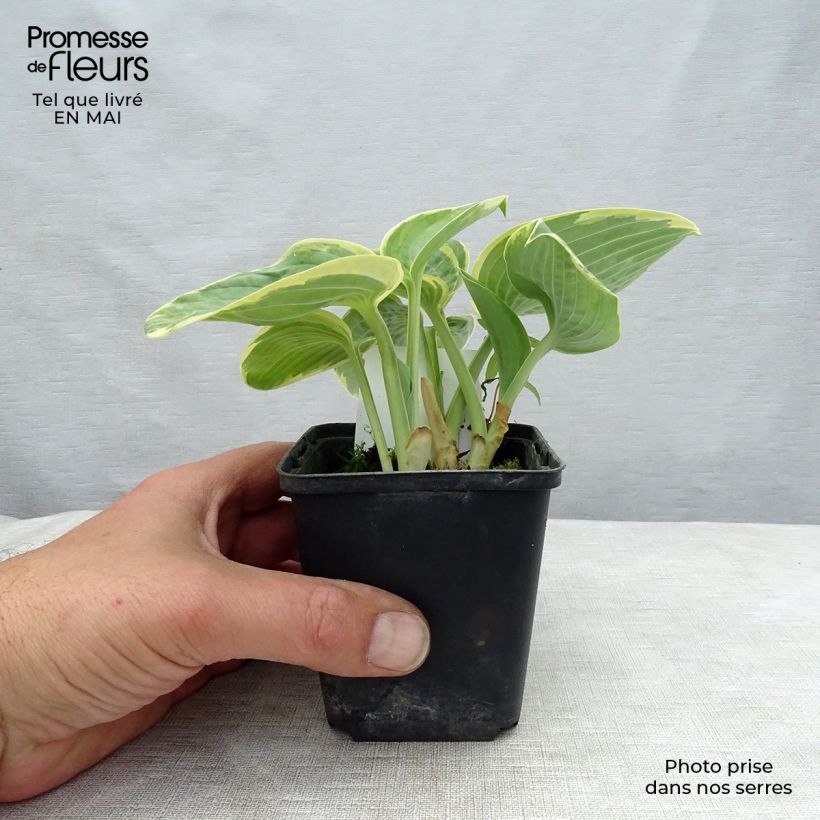Example of Hosta Sugar Daddy - Garten-Funkie Kleine Töpfe von 8/9 cm as you get in printemps